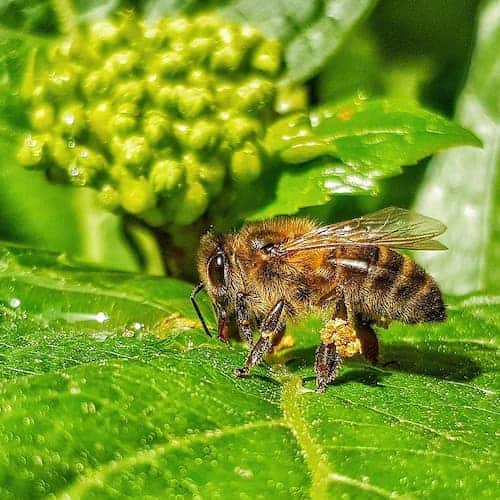 ¿Enjambres de abeja volando? Te explicamos por qué