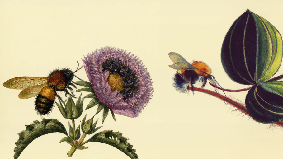 El fascinante mundo de las abejas: cómo hacen la miel
